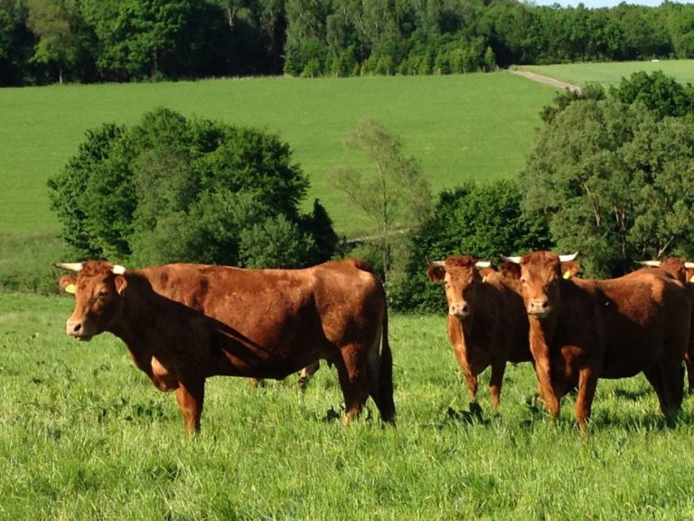 Bestes Limousin Rindfleisch Limousin Rindfleisch