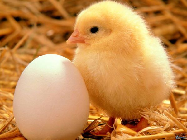 frische Eier vom Bauernhof Seifen Eier vom Bauernhof Seifen in Schürdt